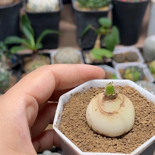 无花朵宽叶弹簧草