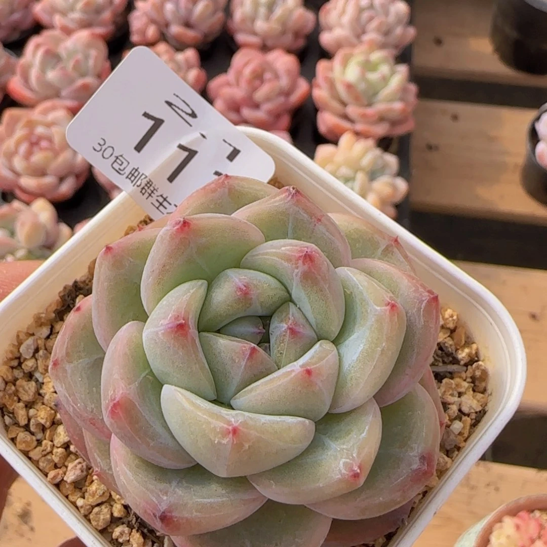 肥*桑钻石珍妮单头一颗脱土