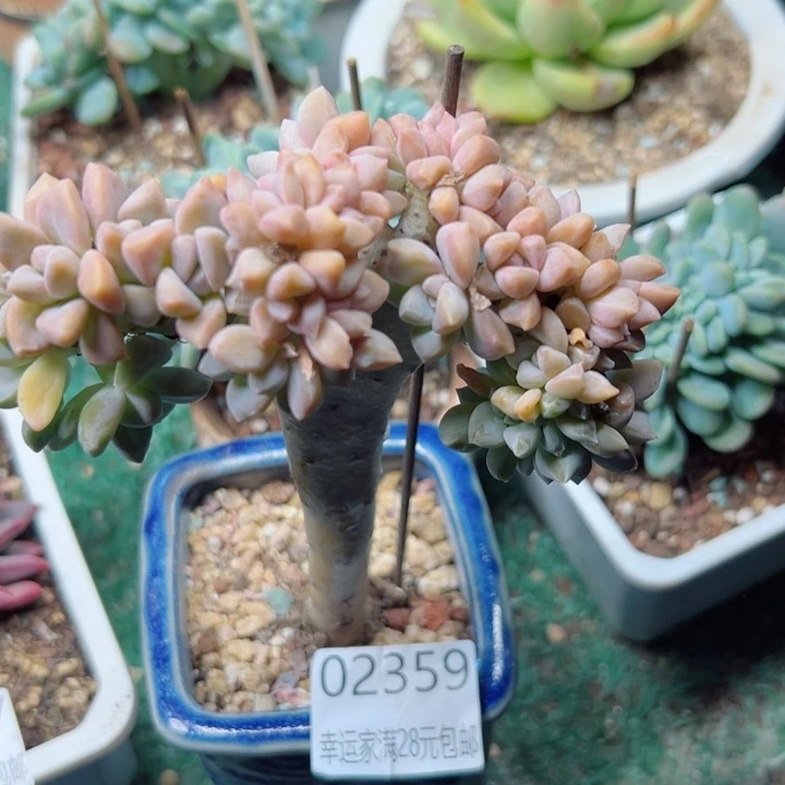 幸运儿的一个小秘密是