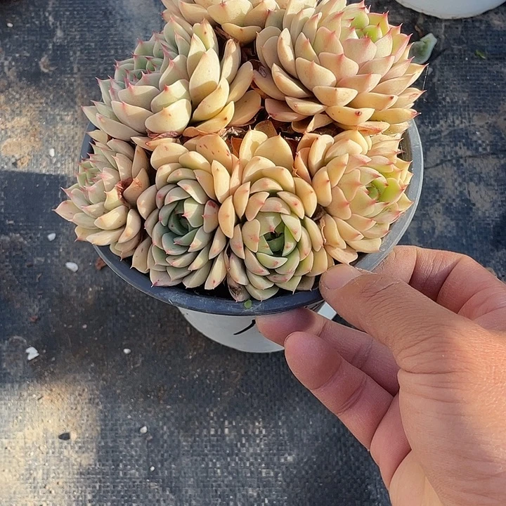 阿***琴特价苯巴蒂斯福利带盆发货