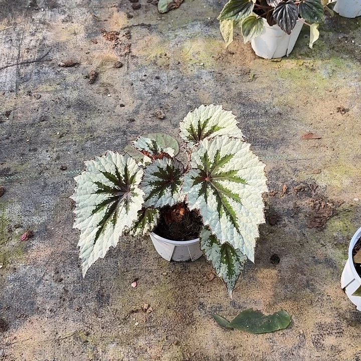 完全开放春雪秋海棠