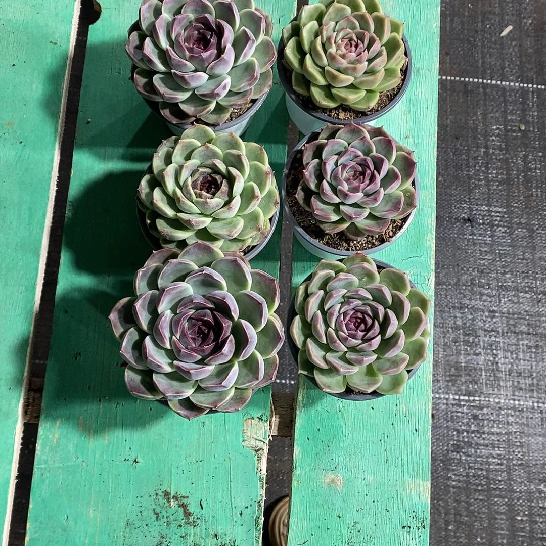 6颗溏心水晶包邮。