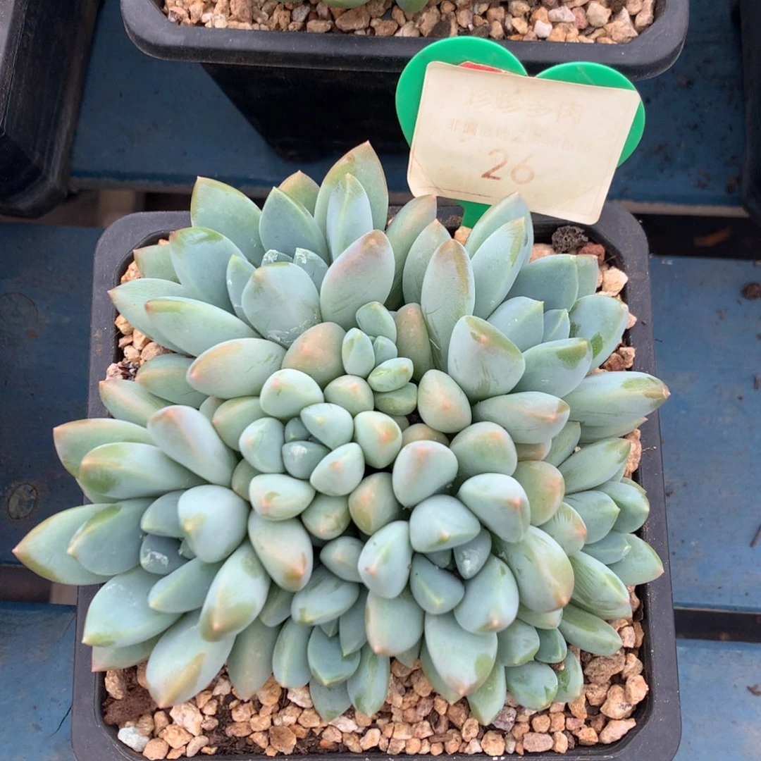 宽叶奶糖无砍平头26