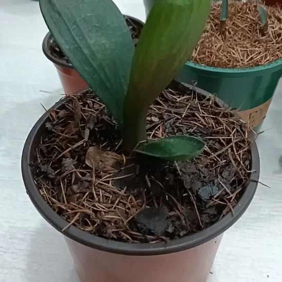 小***钢无花朵特色花卉君子兰小苗