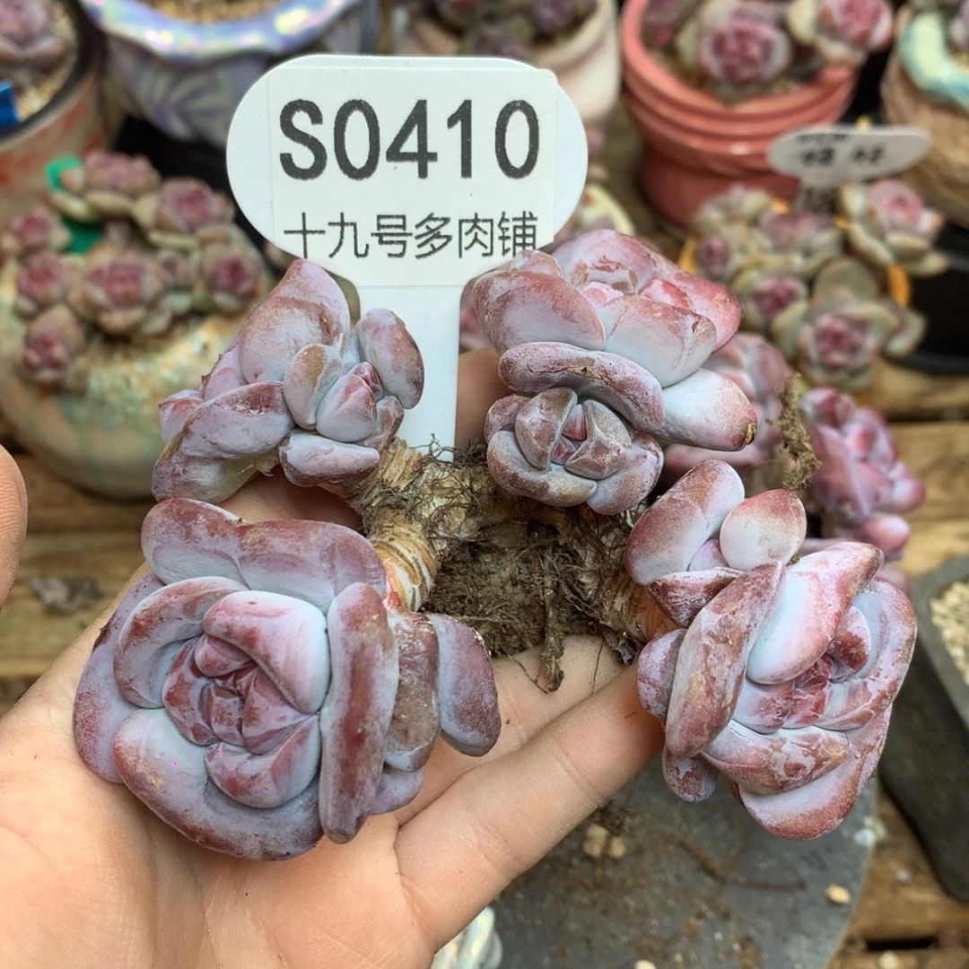 S0410 突尼斯 无砍