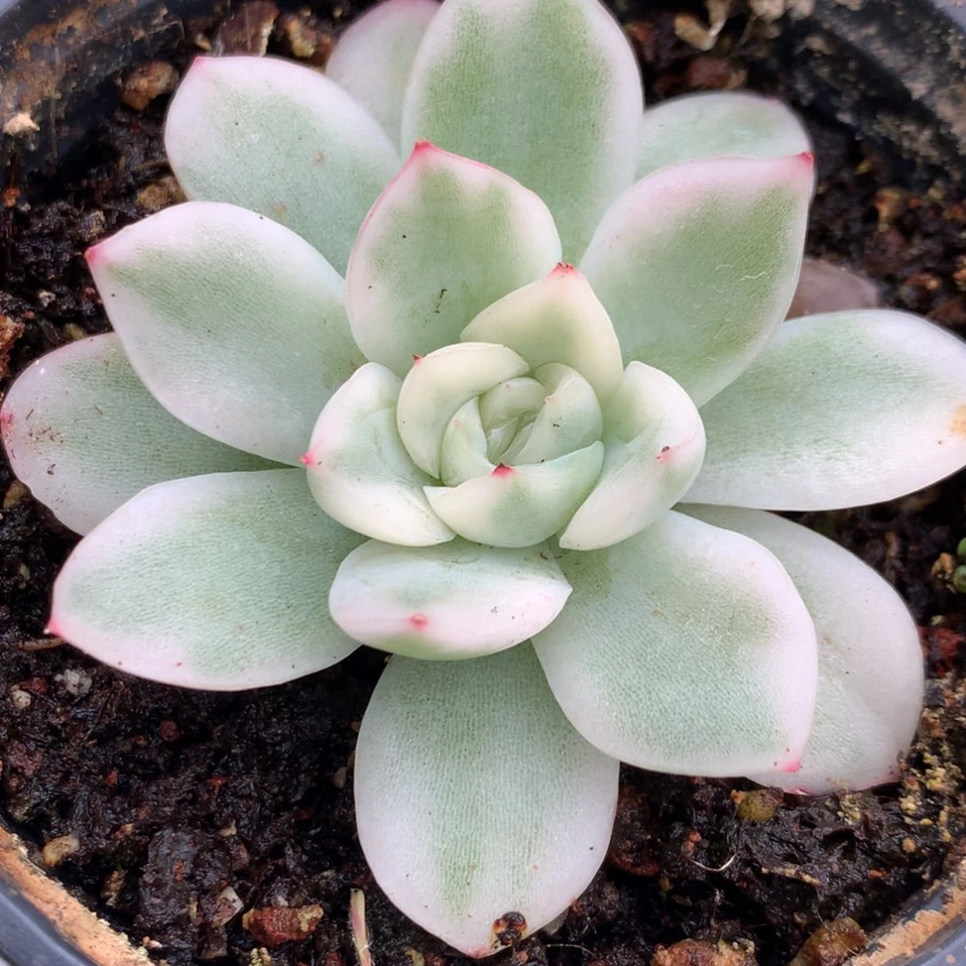 寒酥jjjjjjjjjjjjjj