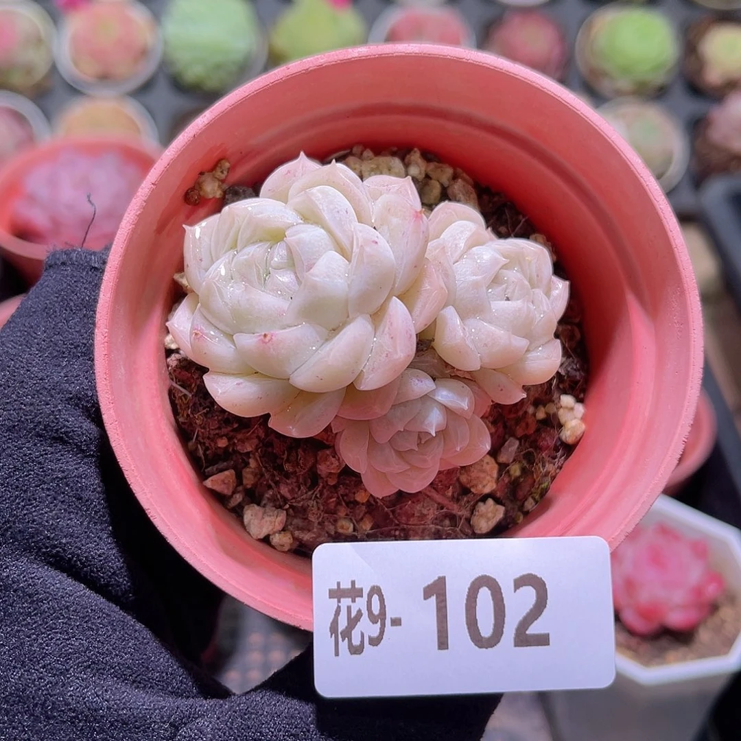 花利美9-102麦秆群