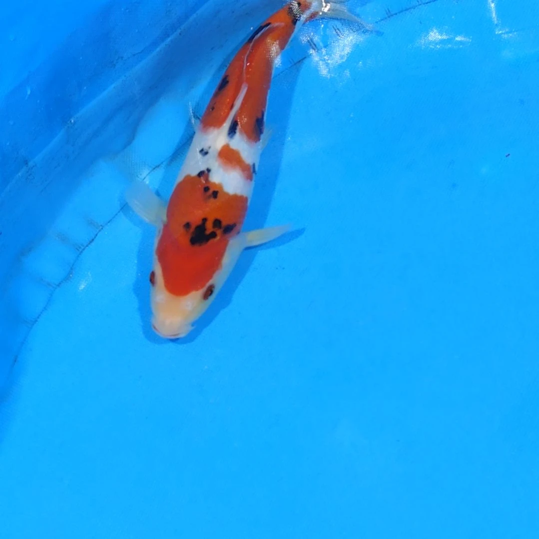 锦鲤28公分大正不寄养手术过