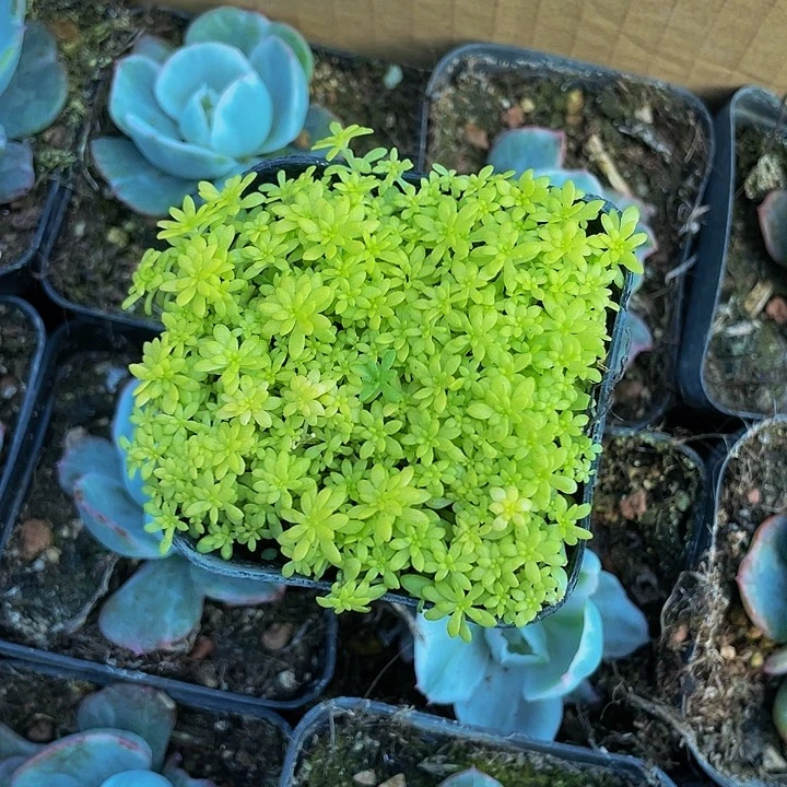 黄金草2.5带盆土发