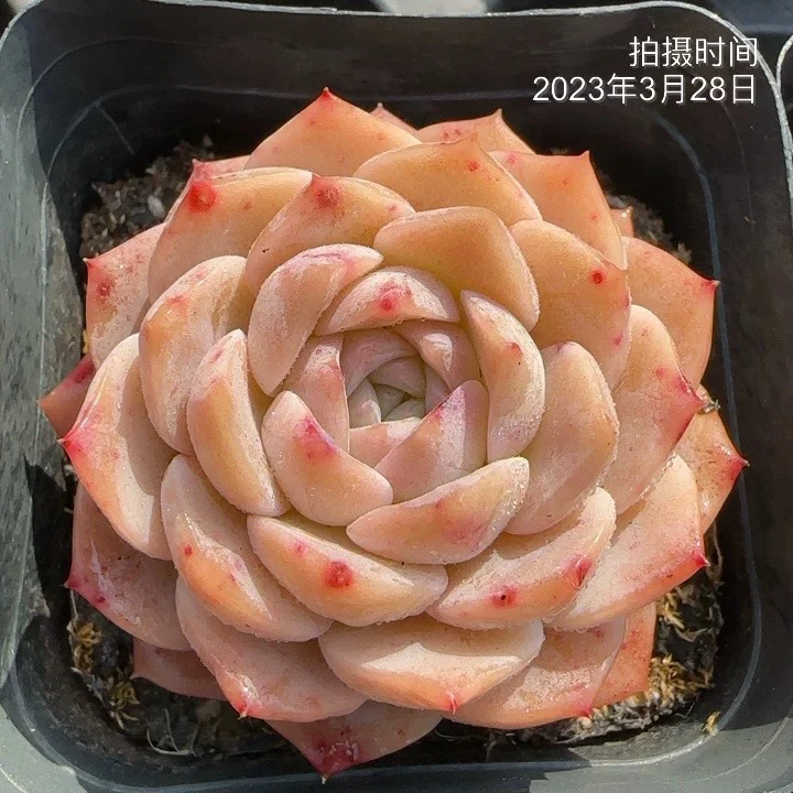 【满9.9包邮】冰芯女王单头6.5cm盆多肉植物以直播间展示为准