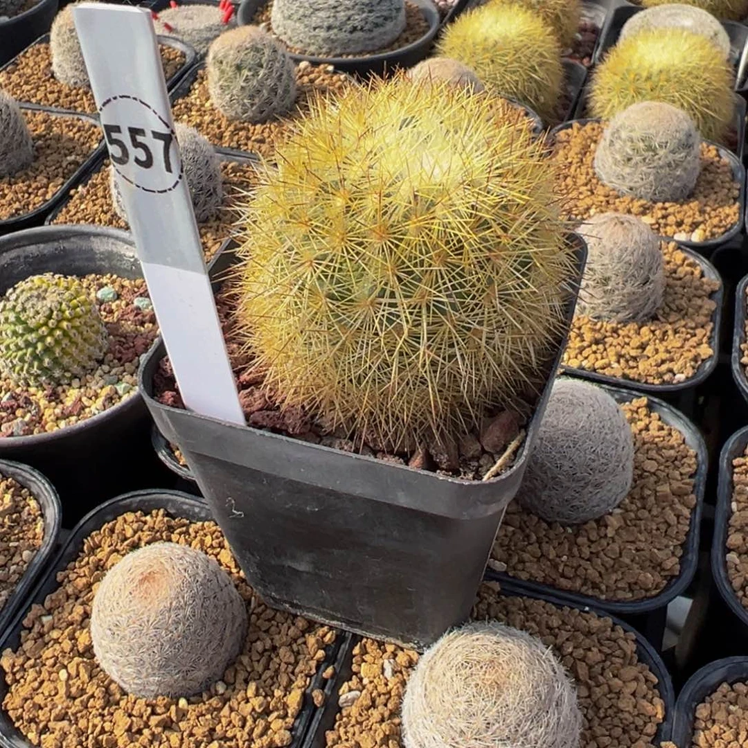 517实生根金纤丸多肉植物带盆土