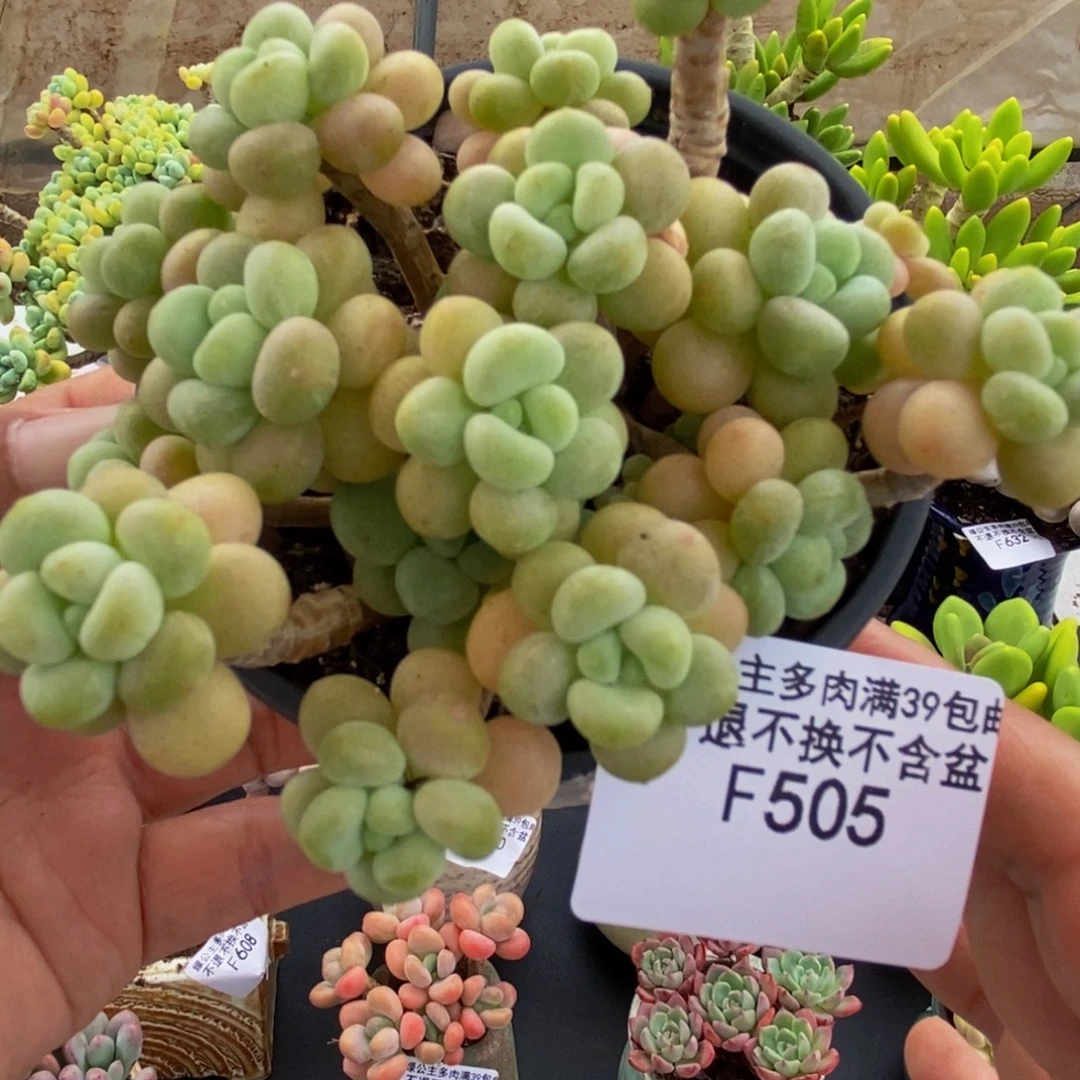 505花朵鱼子酱8cm多肉