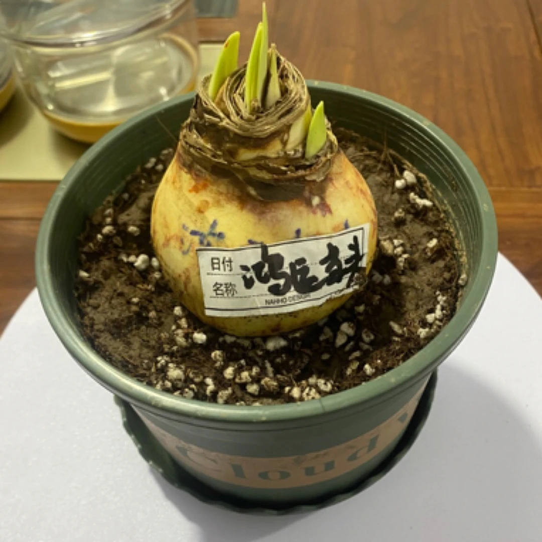 朱顶红之红运当头室内花卉种球重瓣大花