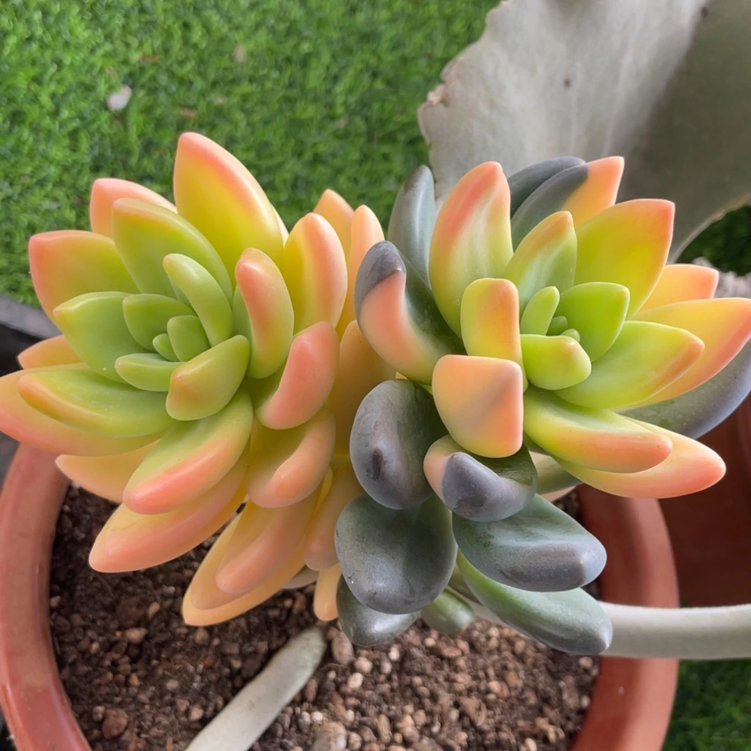 紫丽殿锦双头多肉植物