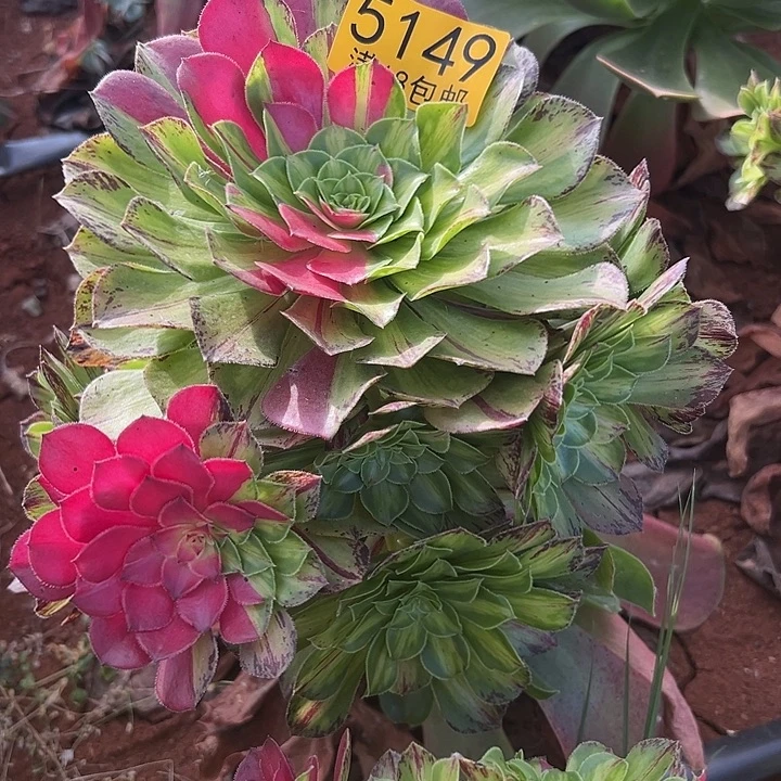 149无根多肉法师锦