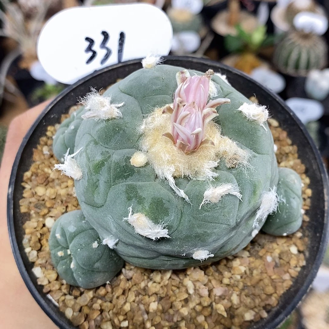 实生海鲜331号 6cm