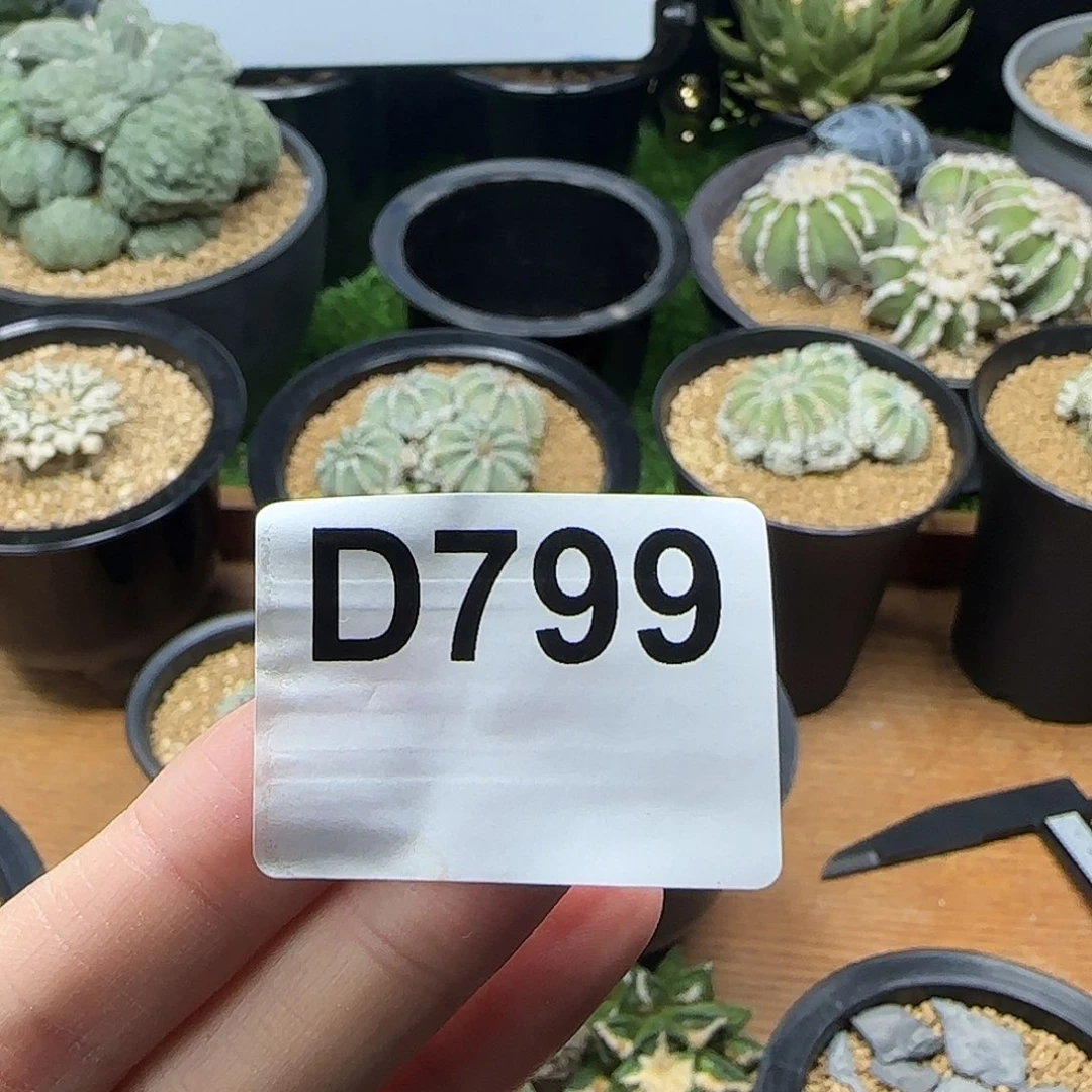 光琳推荐仙人球专拍