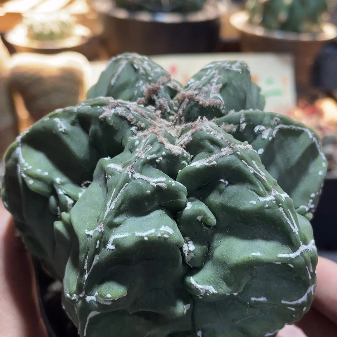 065实生根核桃鸾凤玉12公分