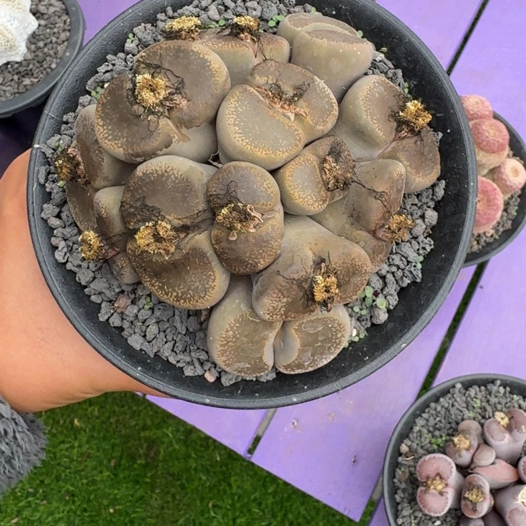 靖***雯生石花 群生 一物一拍