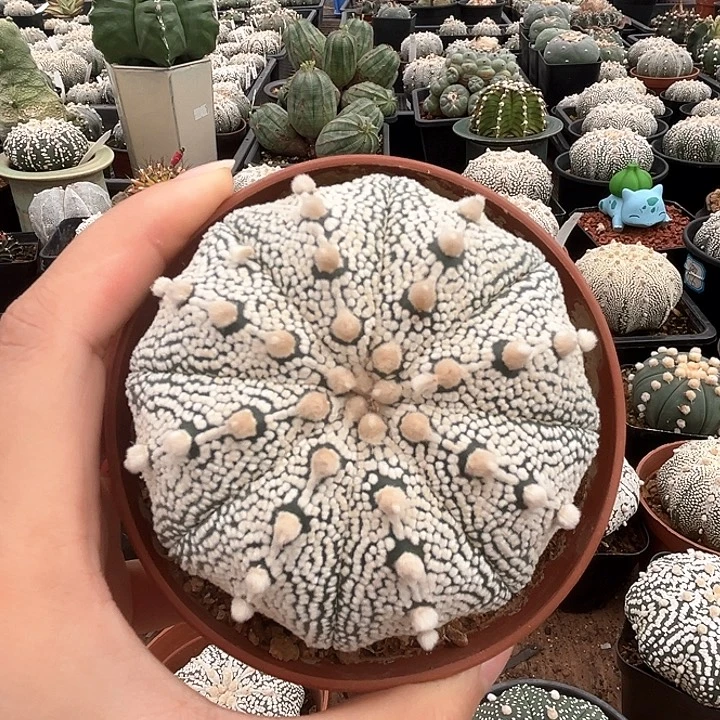 7.6cm奇迹一物一拍