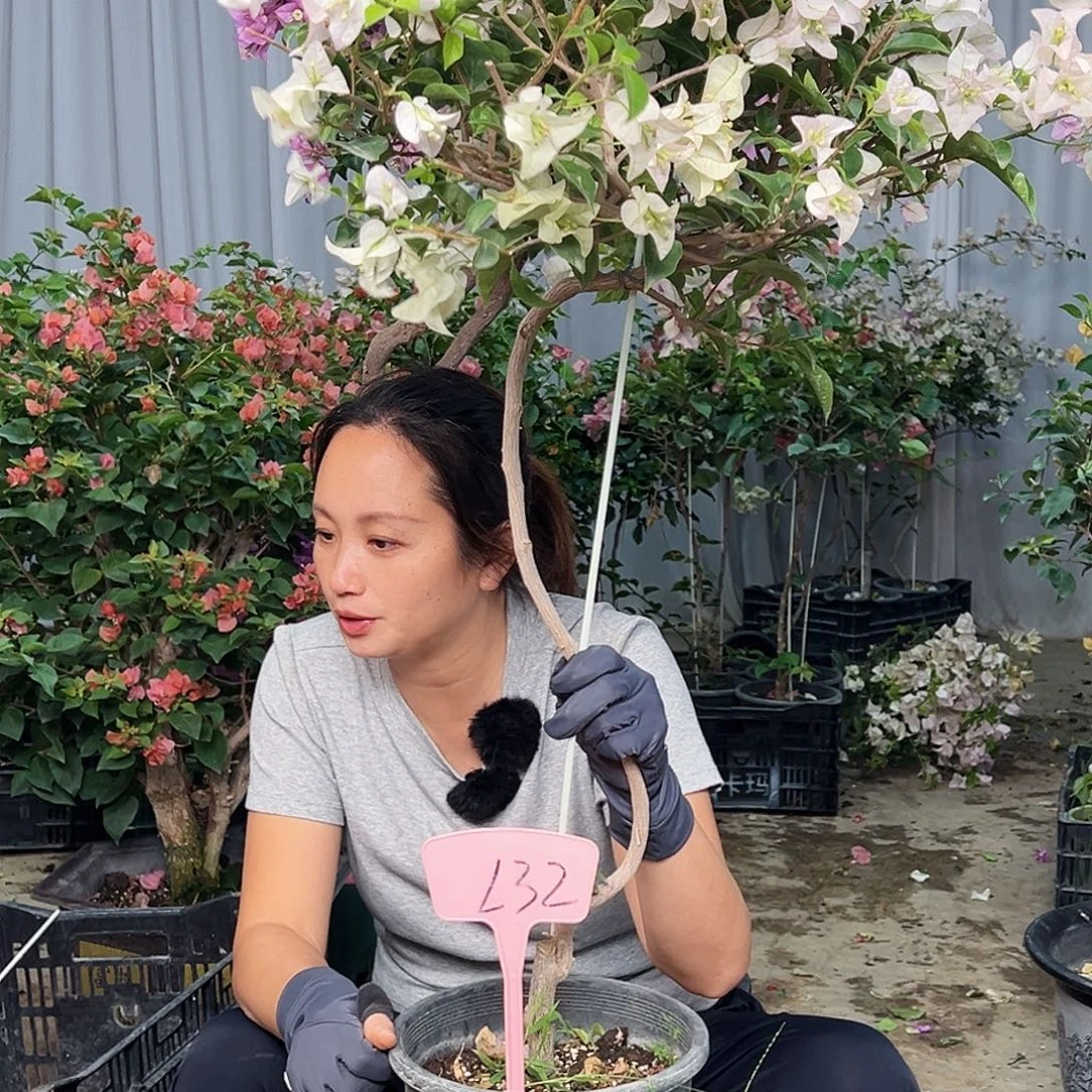 香***香大部分花苞少量开放L32丽娜