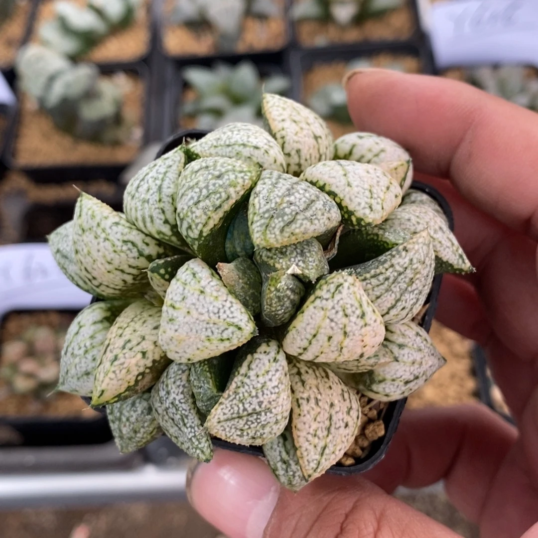 627 一颗点赞福利