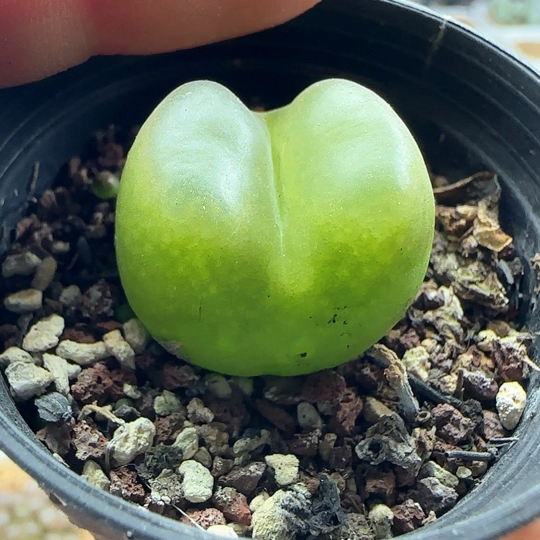 毛。       肉乎乎。 47902