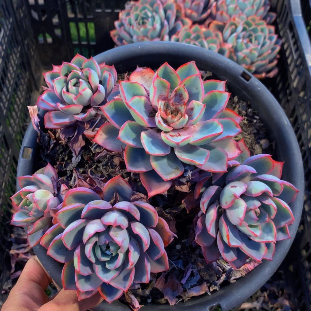 赫拉女王老桩四头起