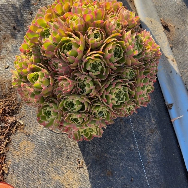 25.8超大雨花石一棵