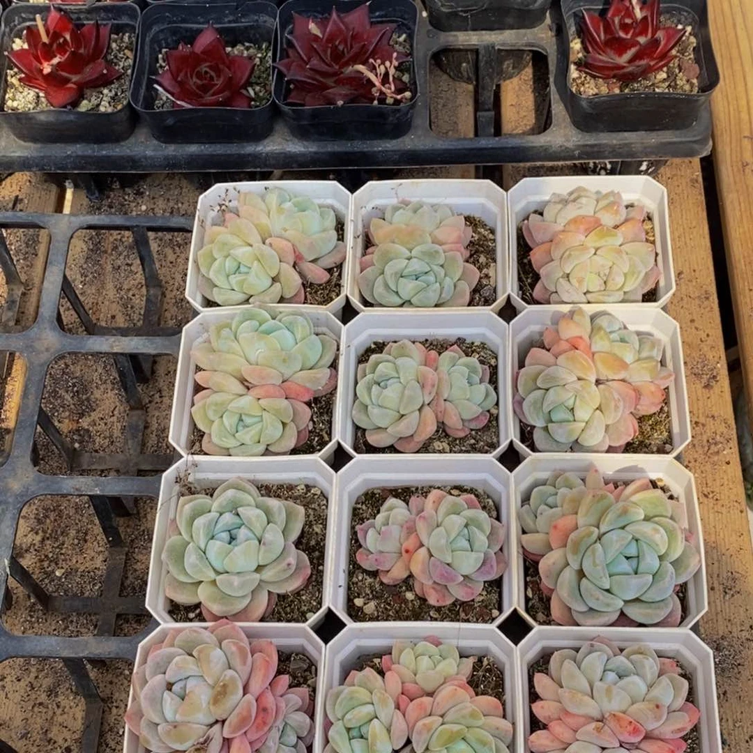 749多肉植物保护研究所所长助理