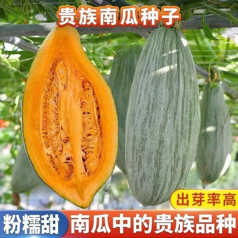 贵族南瓜种子新品种甜香粉糯金丝栗板栗贝贝南瓜种籽春播种植四季