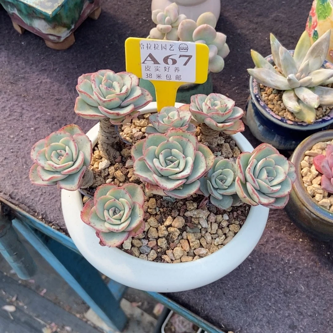 抱**❣多肉植物黄桃1111