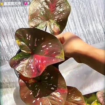 445-0606英菲尼迪泰国发货