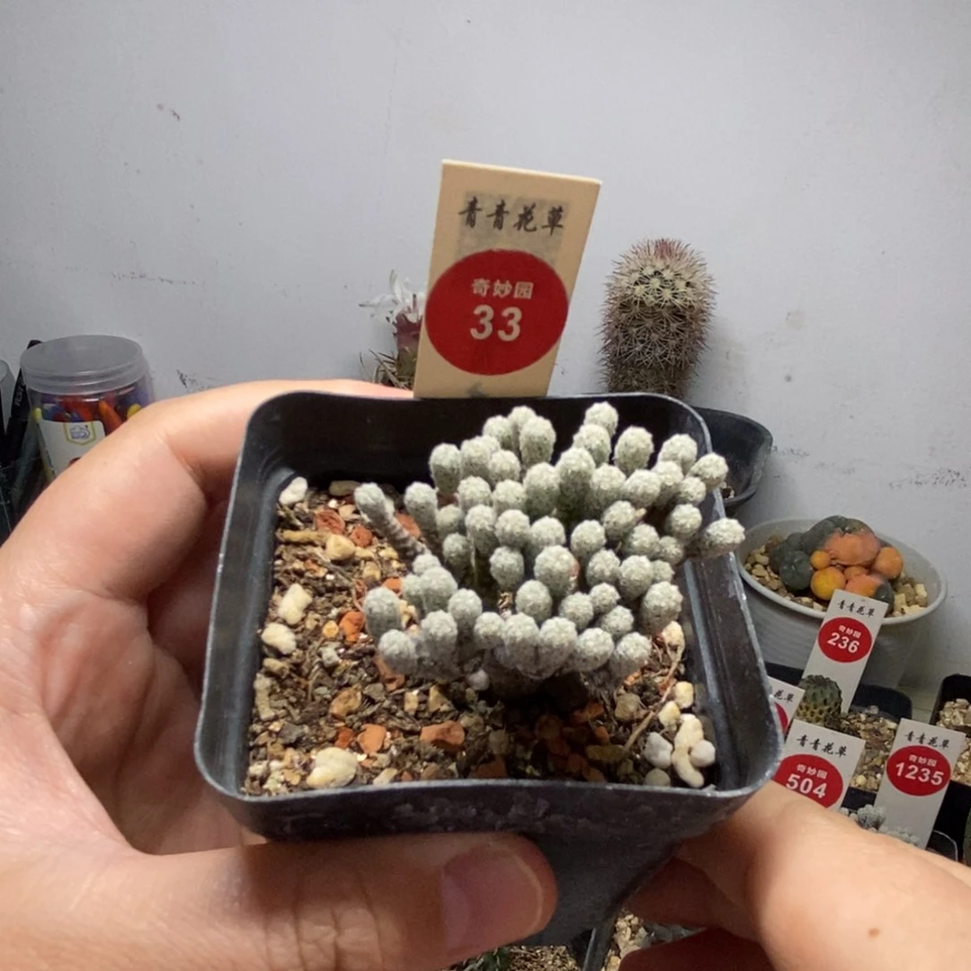 实生迷你牧师群一颗仙人球