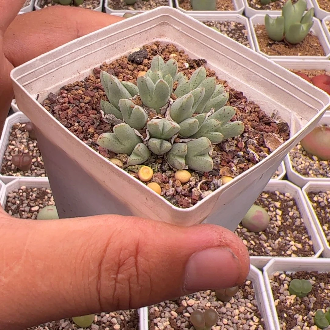 云***喝8.12猪蹄多肉植物45