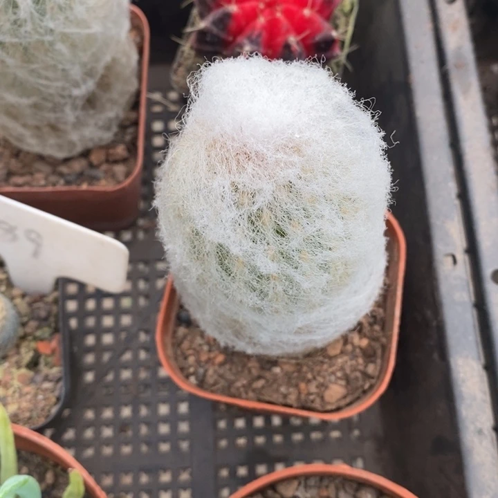 口**妹伯克利和格蕾纳等著名