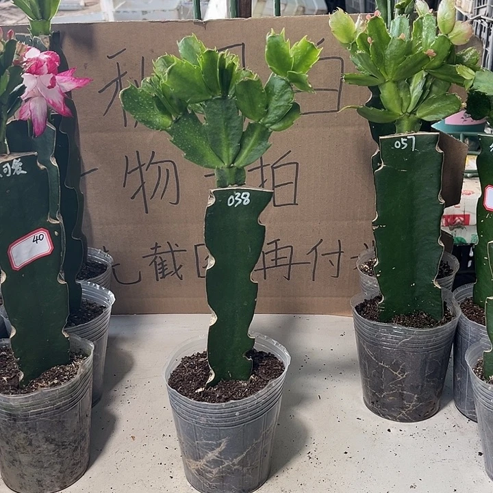 花***开当前无花朵，栽培后可花朵038