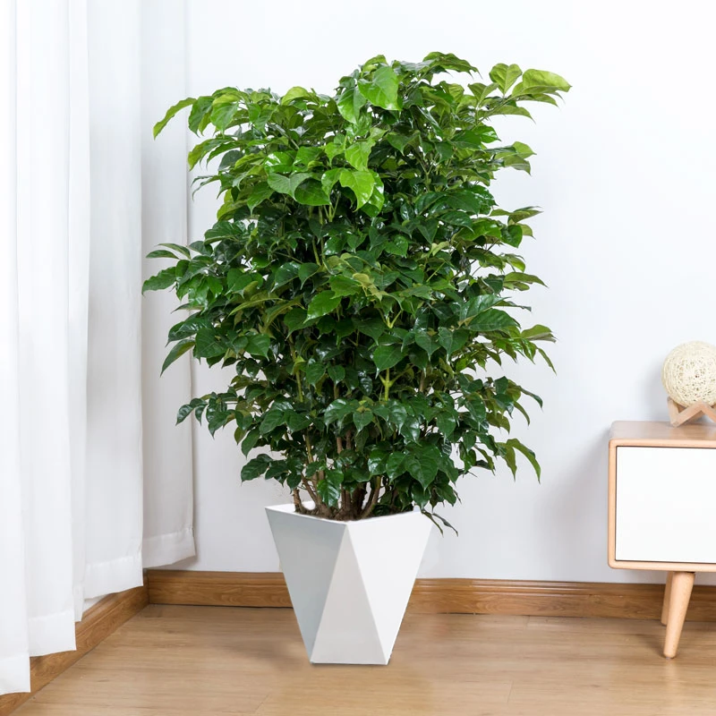 80-100cm控根幸福树  配白色菱形花盆 室内绿植【Pretty】