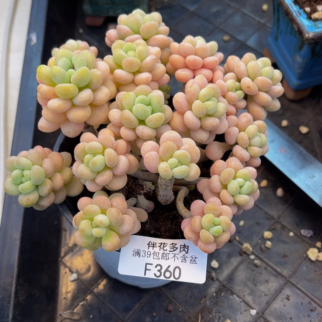 喵****360-洛可可多肉11cm