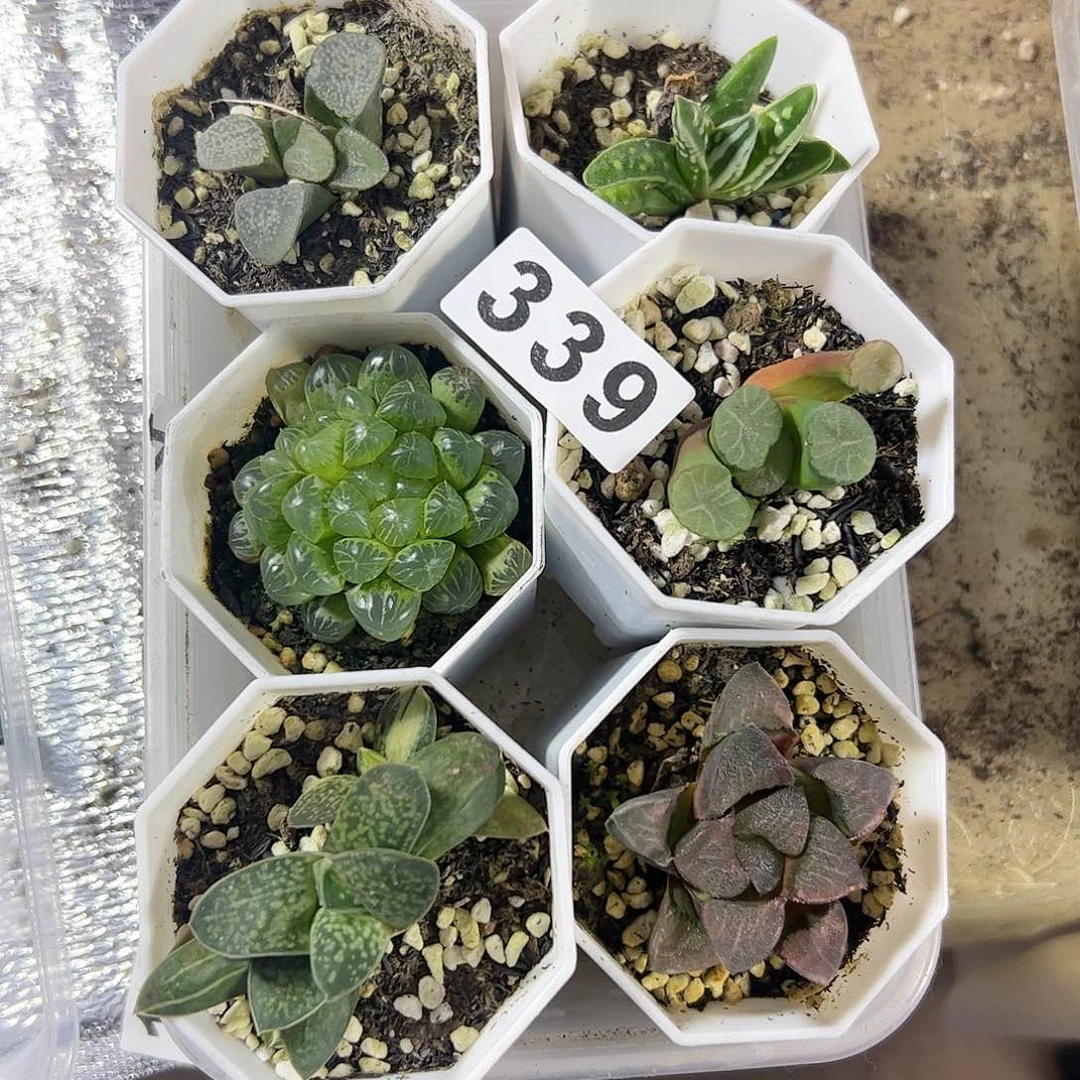 脱土带伤无根十二卷多肉植物