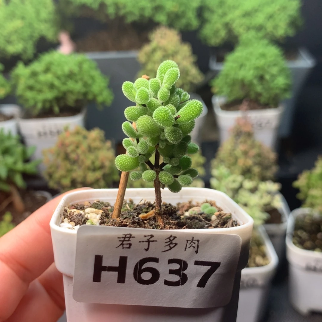 637翡翠。