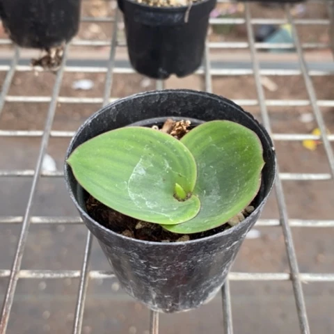 艳锦发货带盆6仙人球