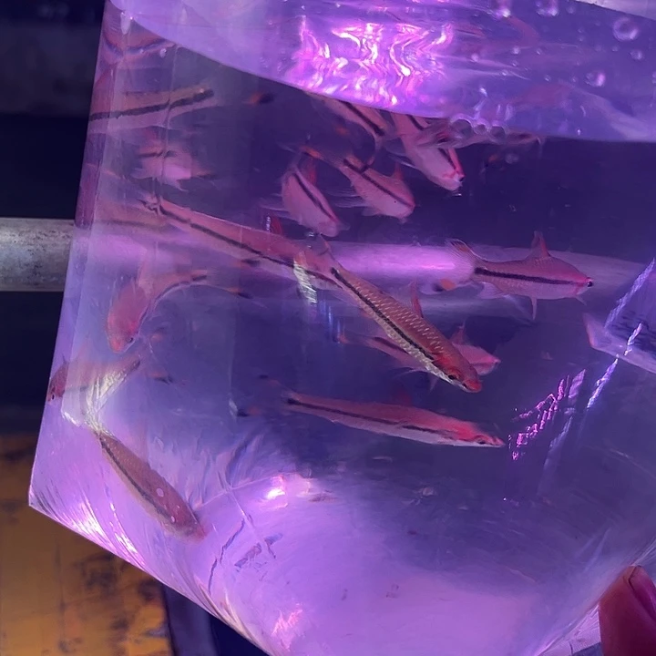 孔雀鱼20条一眉道人不包损一箱