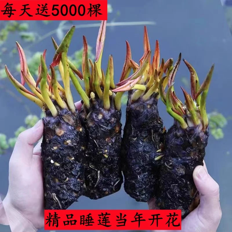 睡莲盆栽池栽水生花卉水培植物多年生水生花卉植物