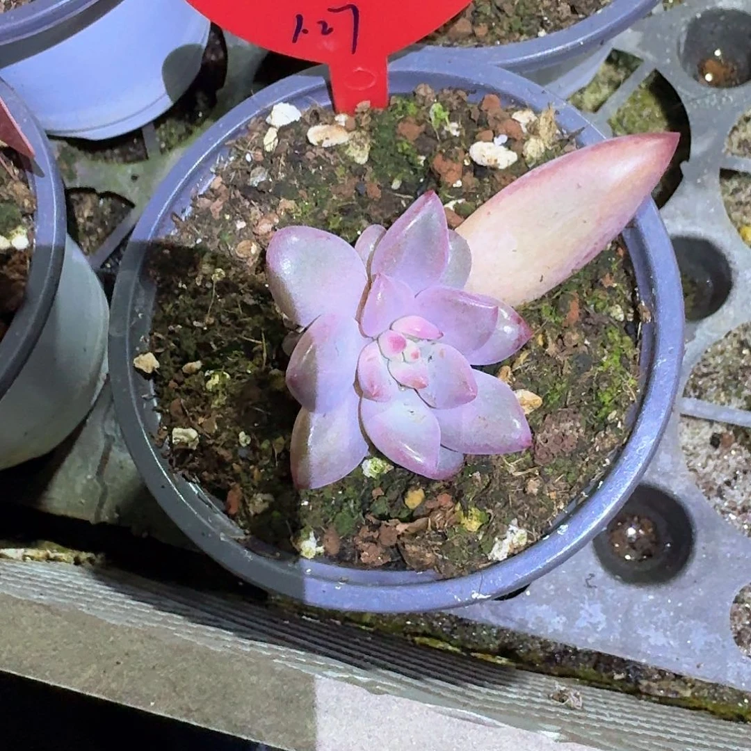 安***院超紫体虞美人体育美容单头单挑安妮