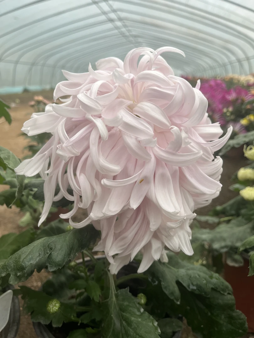 【蟠桃菊花】九月菊大花盆栽新手