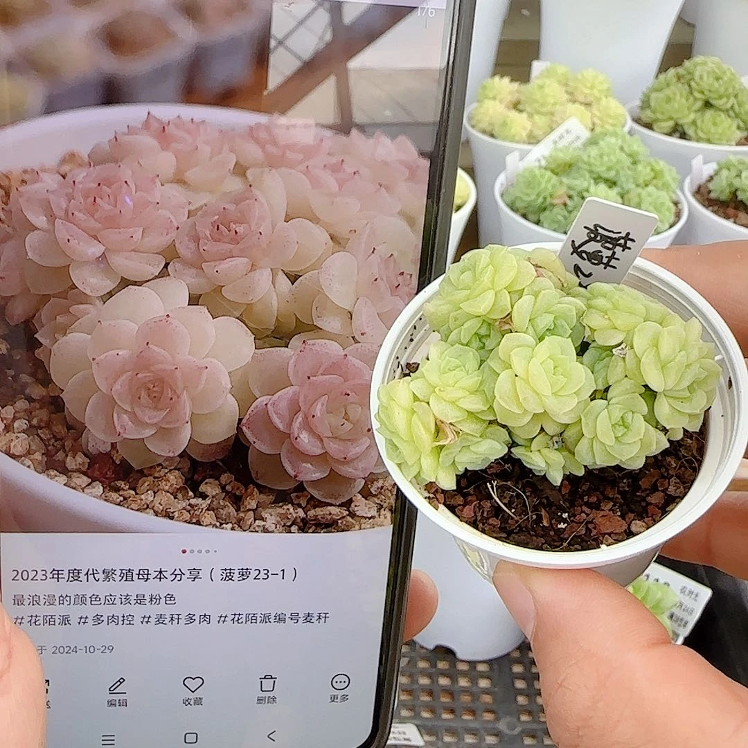 【闪购商品】0924-116（菠萝23-1）
