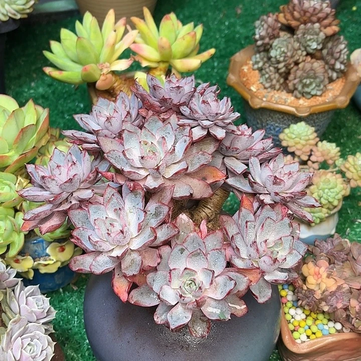 赫拉 发发发发发发发