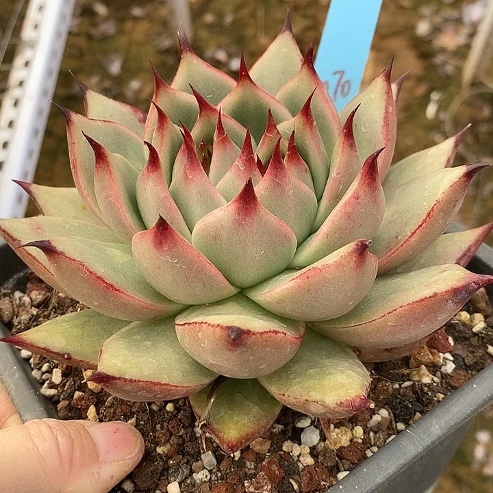 1070多肉植物老桩