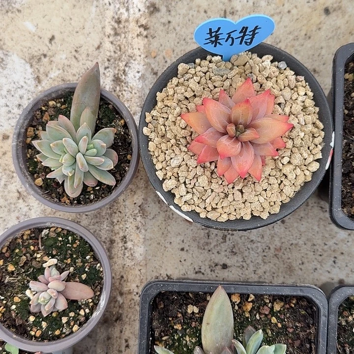 莱万特 叶插 一物一拍